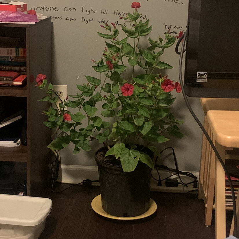 Potted Marvel of Peru plant with red flowers, healthy green leaves, and visible soil.