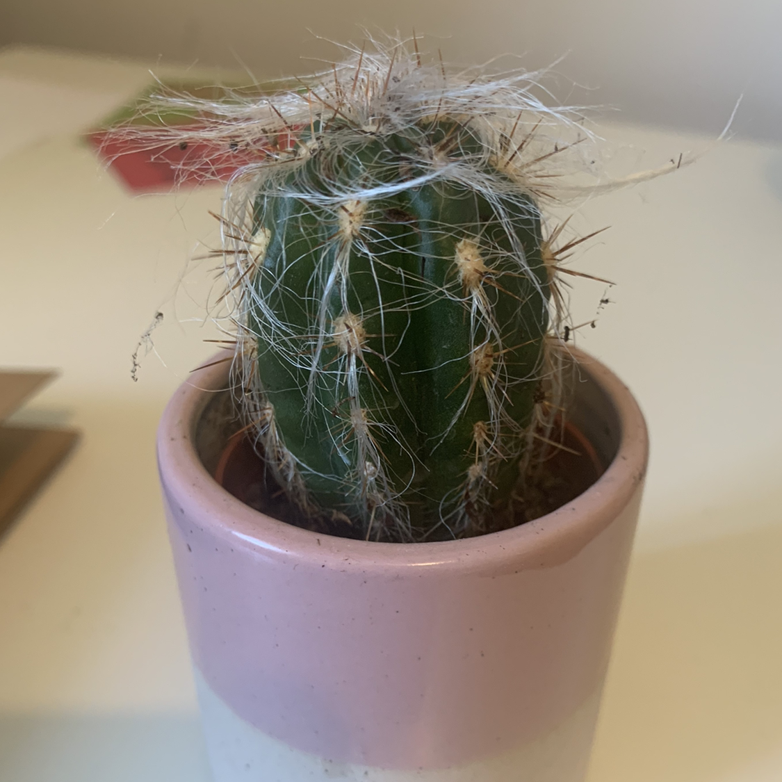 Photo of the plant species Old Man of the Andes by @Ptey07 named Charlie on Greg, the plant care app