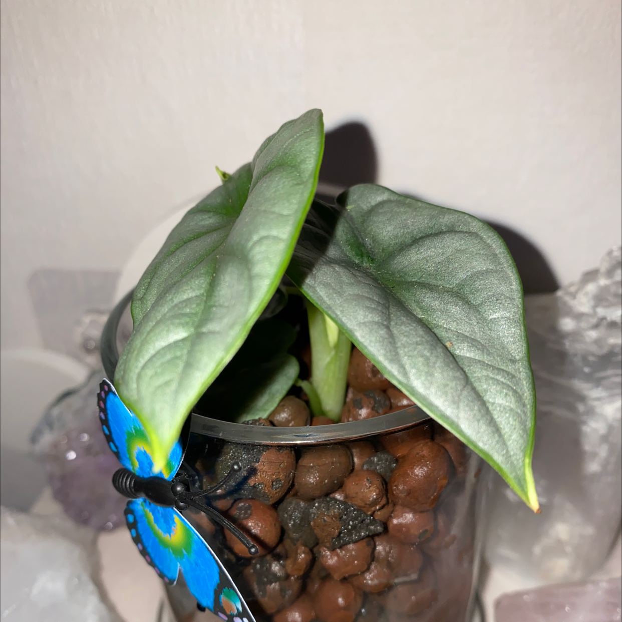 Silver Dragon plant in a container with clay pebbles, appearing healthy.