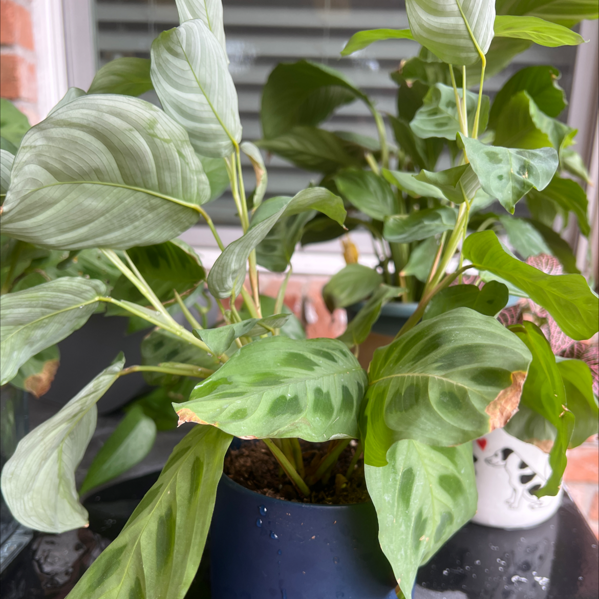 Healthy green prayer plant with vibrant patterned leaves, potted in a dark container.