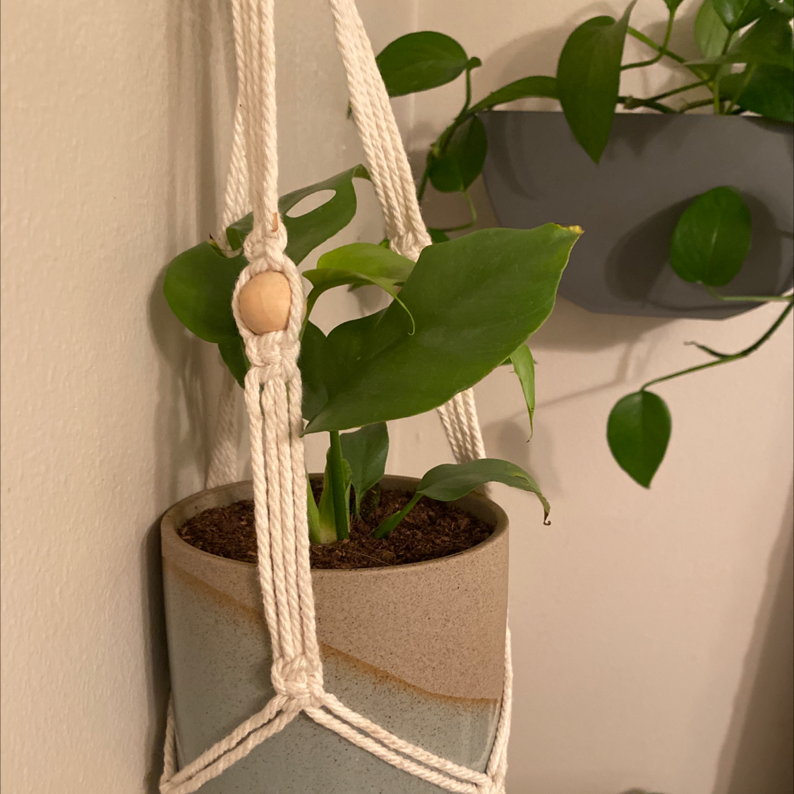 Swiss Cheese Vine plant in a hanging pot with visible soil and healthy green leaves.