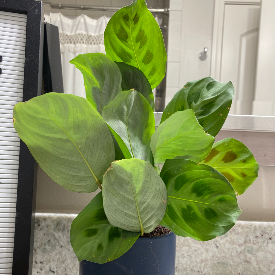 Healthy green prayer plant with large, upright variegated leaves in a blue ceramic pot, placed indoors near a window.