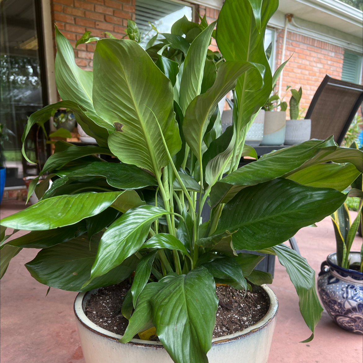 A thriving peace lily plant with lush green leaves in a white ceramic pot, surrounded by other potted plants against a brick wall.