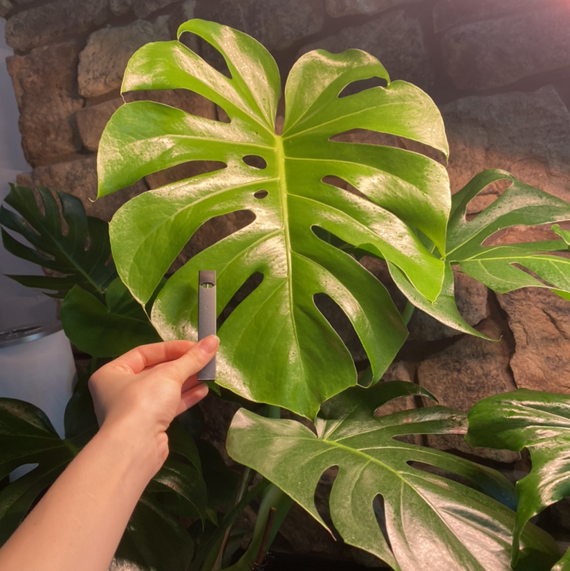 Monstera plant photo by Katelynne named Monstera on Greg, the plant care app.