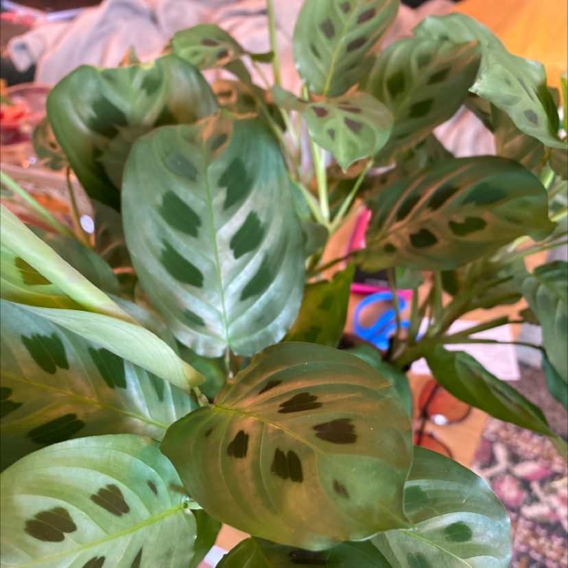 Green Prayer Plant plant photo by Katelynne named calathea marnata on Greg, the plant care app.