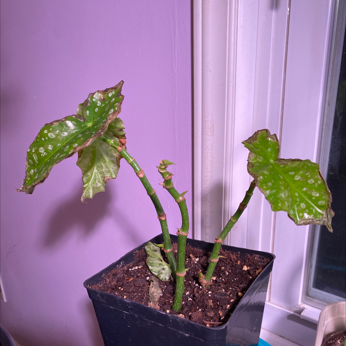 Polka Dot Begonia plant photo by @LilyoftheDay named Your plant on Greg, the plant care app.