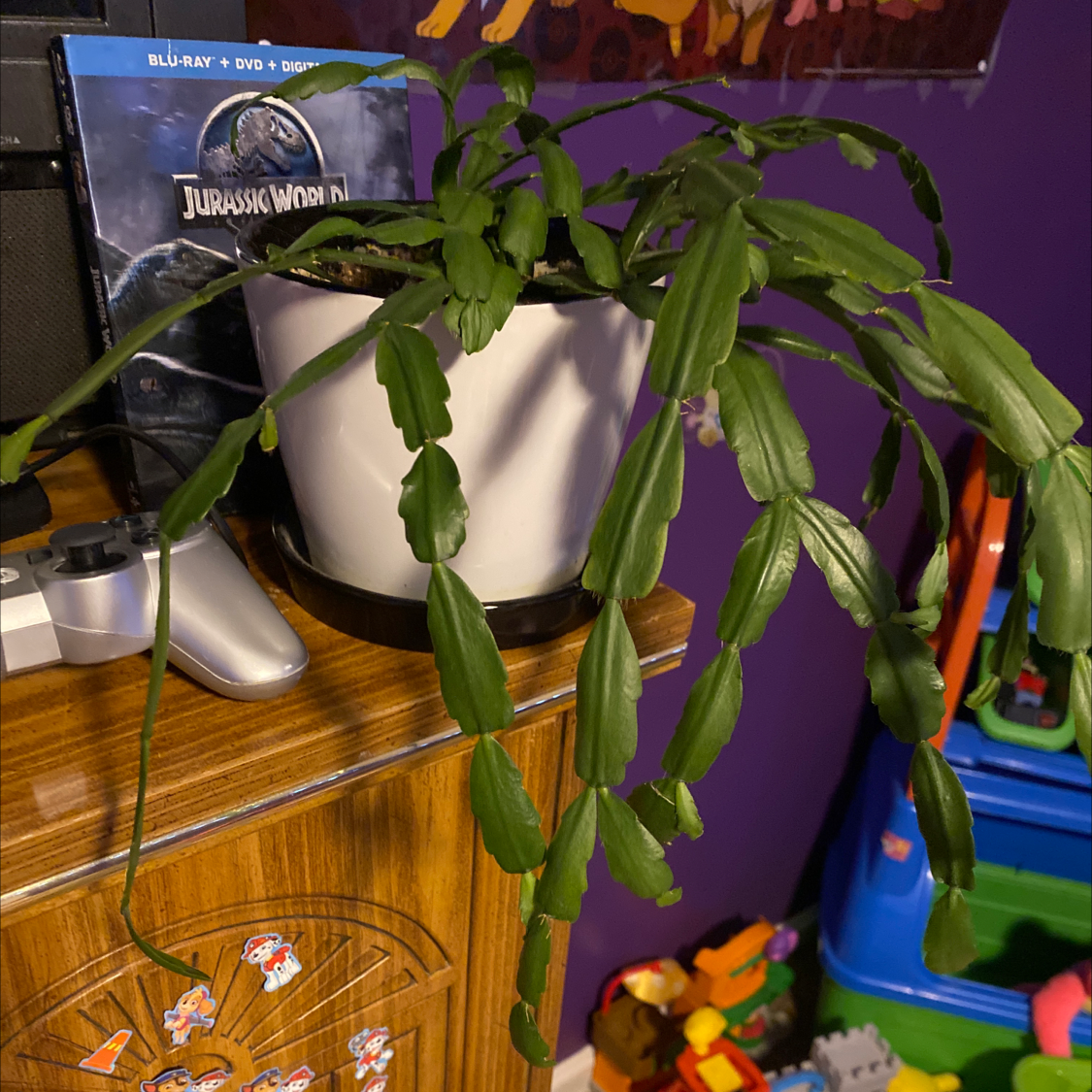 Photo of the plant species Christmas Cactus by @LilyoftheDay named Your plant on Greg, the plant care app
