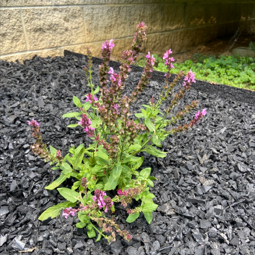 Photo of the plant species Neptune Catmint by @Mbrod12 named Xena on Greg, the plant care app