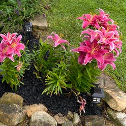 Asiatic Lily plant
