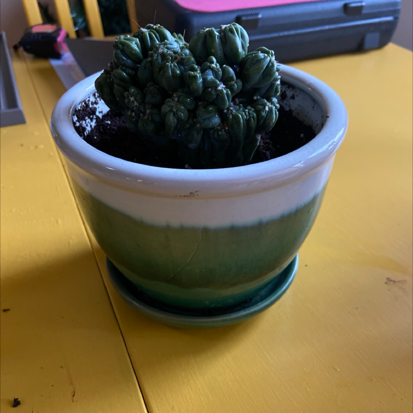 Potted Crested Blue Flame plant with visible soil in a green and white pot.