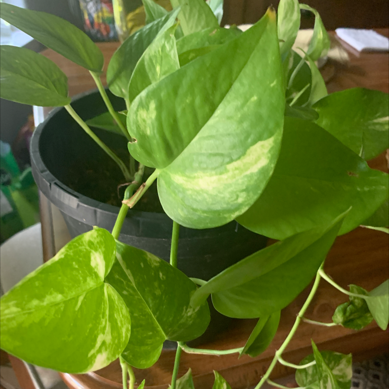Taro Vine plant photo by Sandra named Lovely on Greg, the plant care app.