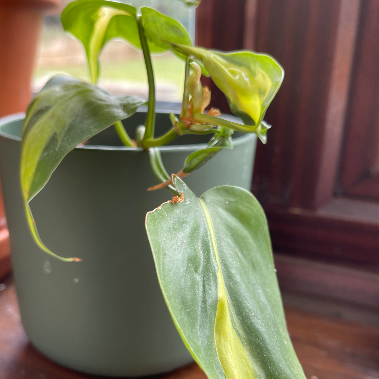 Philodendron Scandens plant photo by @Hattieholmes named Derek on Greg, the plant care app.