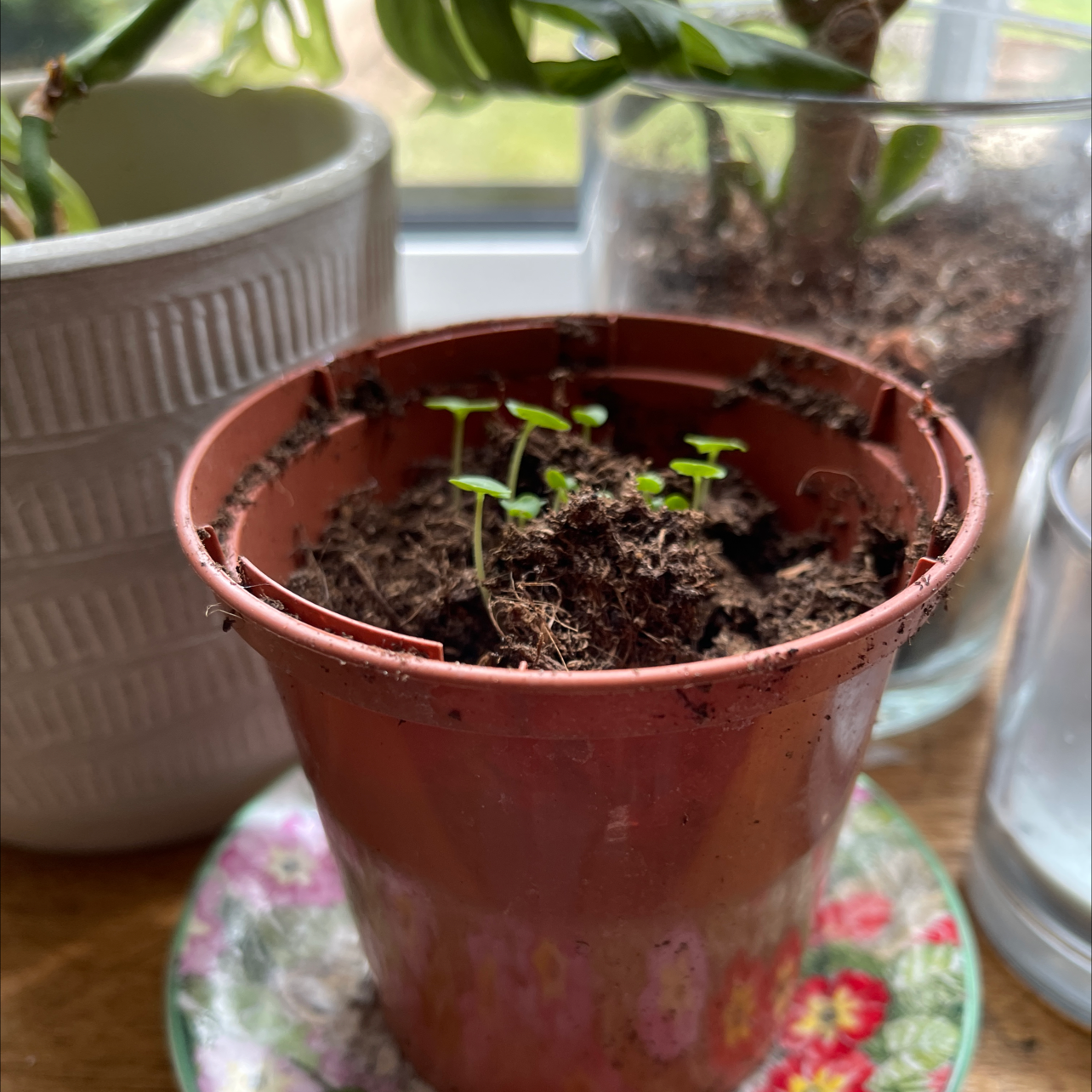 Sweet Basil plant photo by @Hattieholmes named Bailey on Greg, the plant care app.