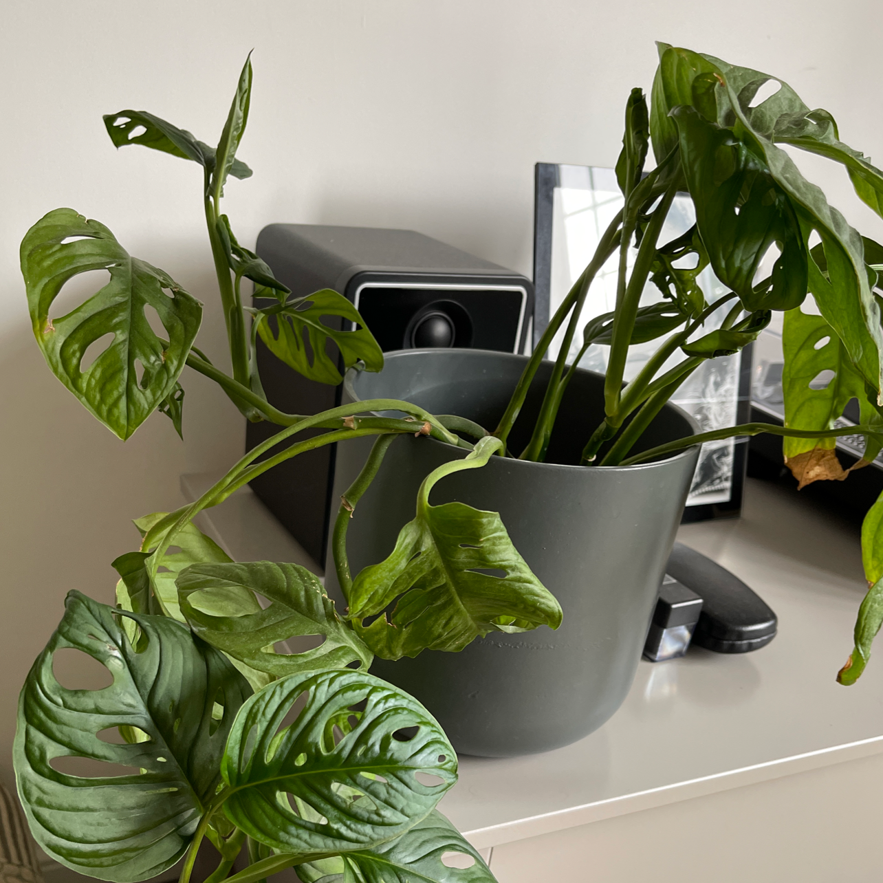 Window Leaf plant photo by @Hattieholmes named Phil on Greg, the plant care app.