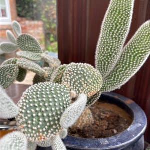 Bunny Ears Cactus plant photo by @Hattieholmes named Claudia on Greg, the plant care app.