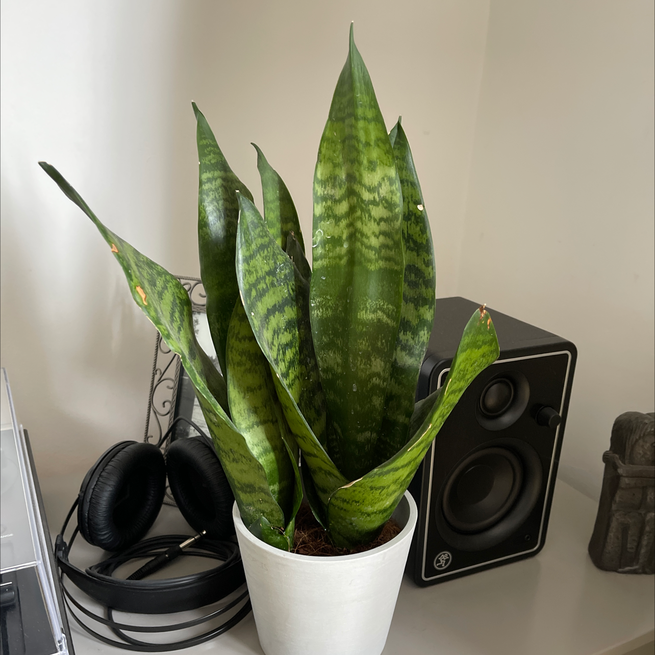 Snake Plant plant photo by @Hattieholmes named Sierra on Greg, the plant care app.