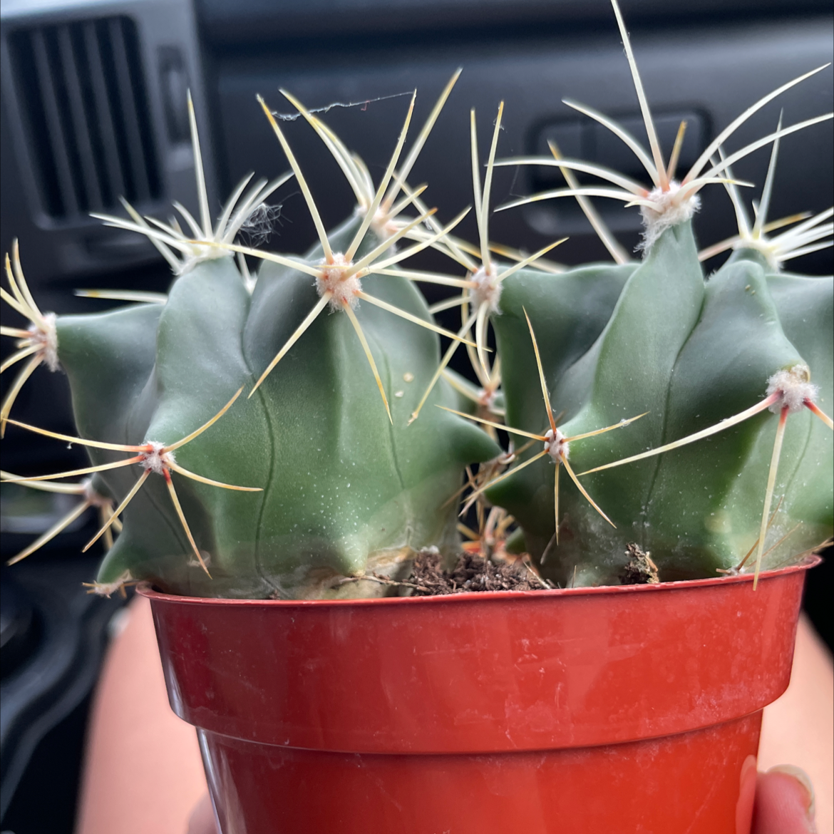 Sonora Barrel cactus in a red pot, photographed inside a vehicle.