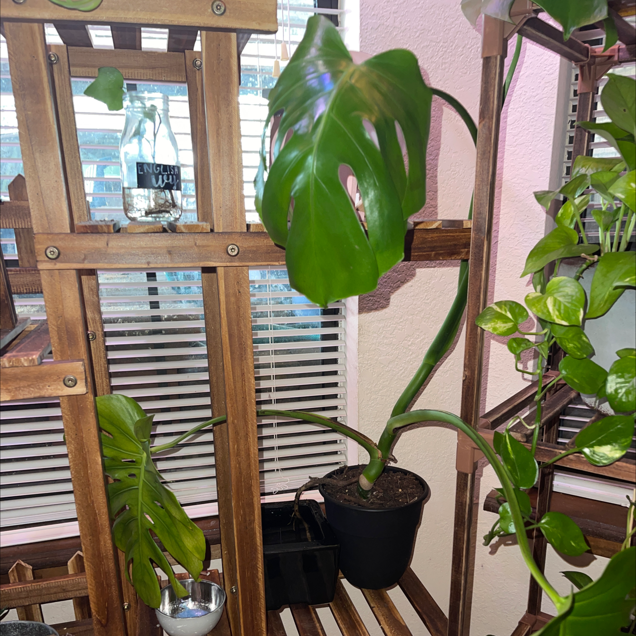 Monstera plant photo by @Hannahgisler named Bella on Greg, the plant care app.