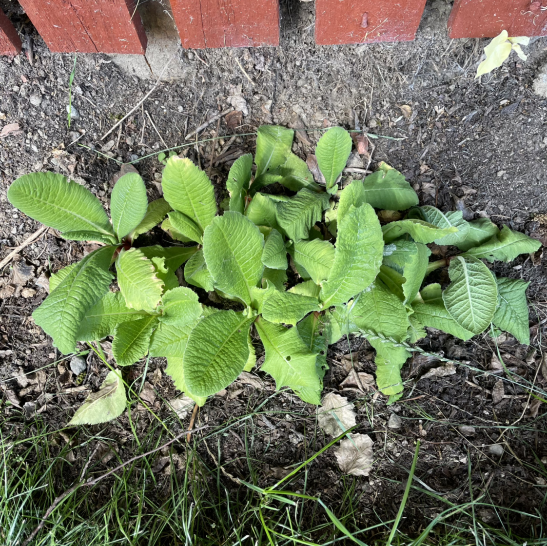 Photo of the plant species Drumstick Primula by Kerry named Lollipops on Greg, the plant care app