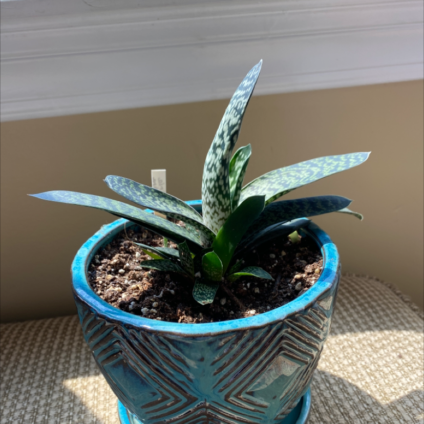 Photo of the plant species Gasteria pulchra by @Melaina named bombadil on Greg, the plant care app