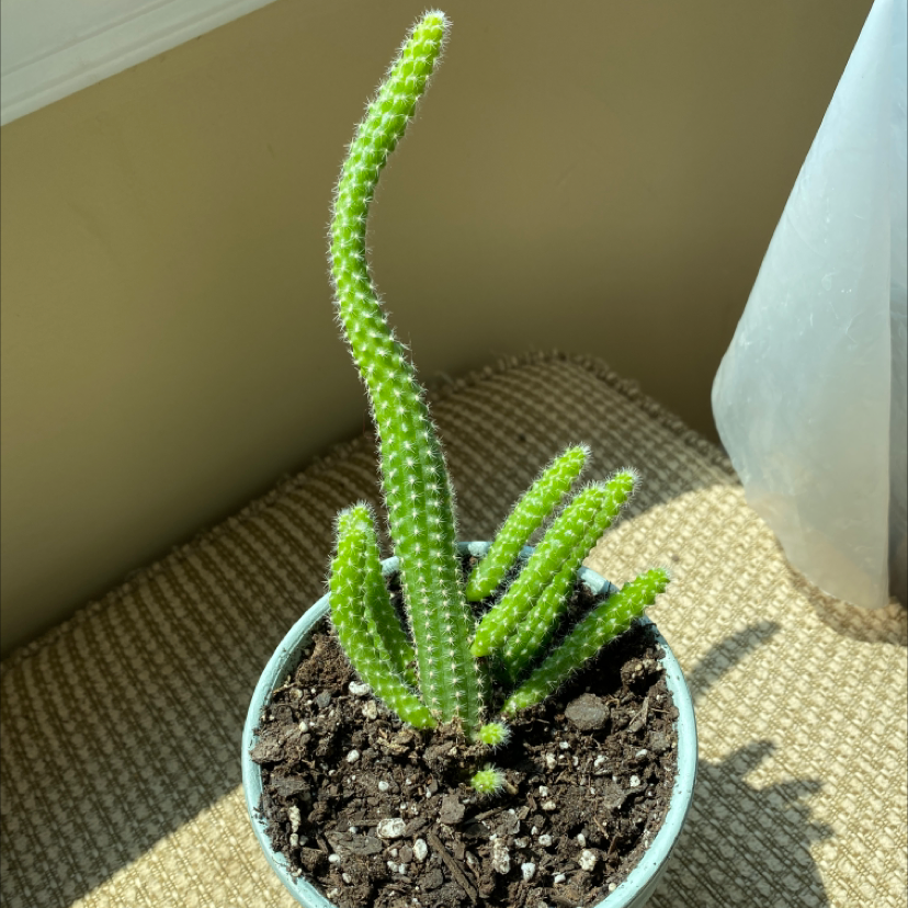 Peanut Cactus in a pot with visible soil, well-framed and in focus.