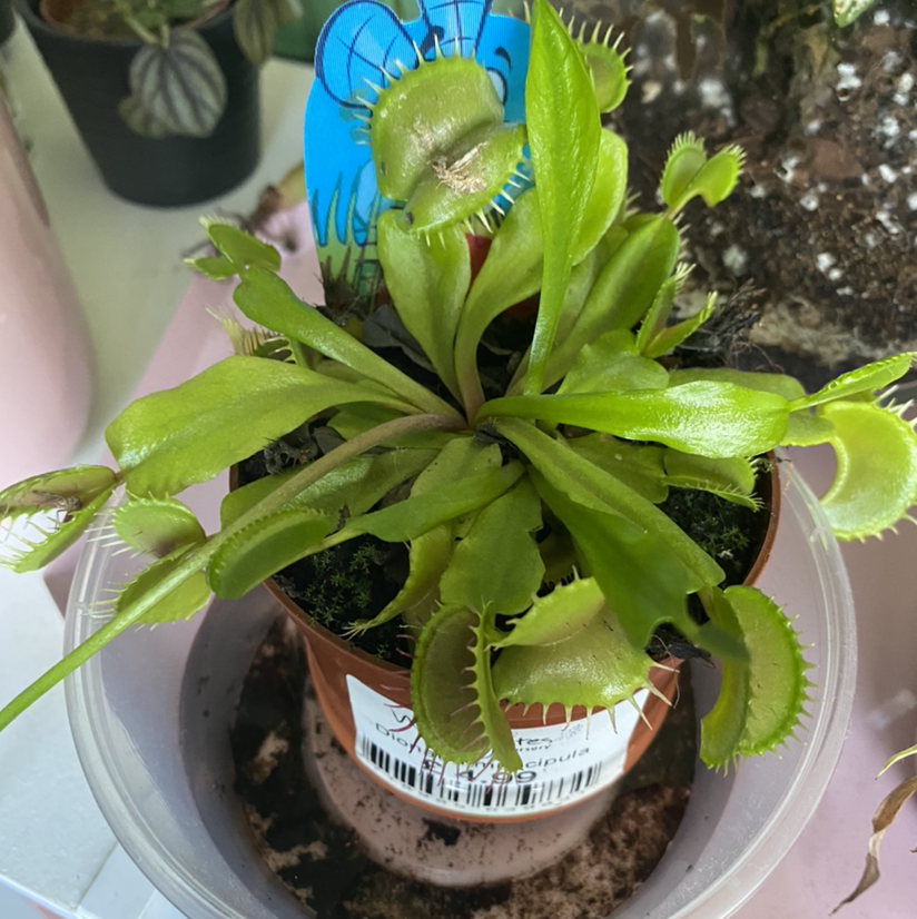 Red Piranha plant photo by Eleanor named Venus Flytrap on Greg, the plant care app.