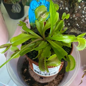 Venus Fly Trap plant photo by Eleanor named Venus Flytrap on Greg, the plant care app.