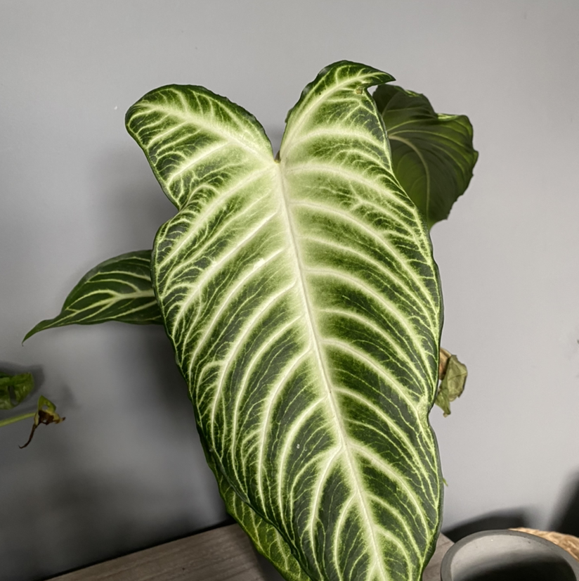 Caladium lindenii 'Magnificum' with prominent white veins on dark green leaves.
