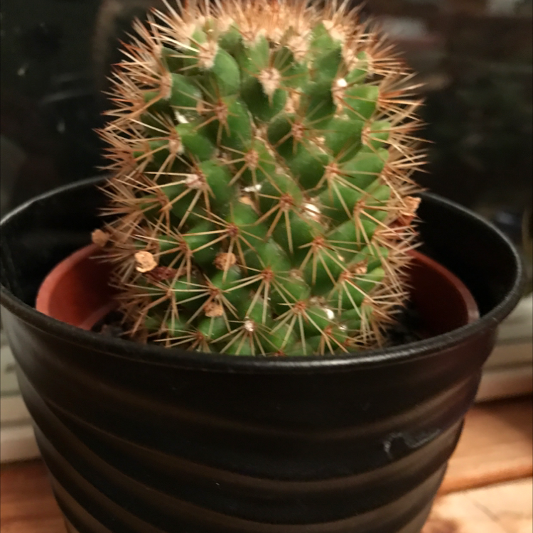 Golden Barrel Cactus plant photo by @lor._.nor named Charlee the cactus on Greg, the plant care app.