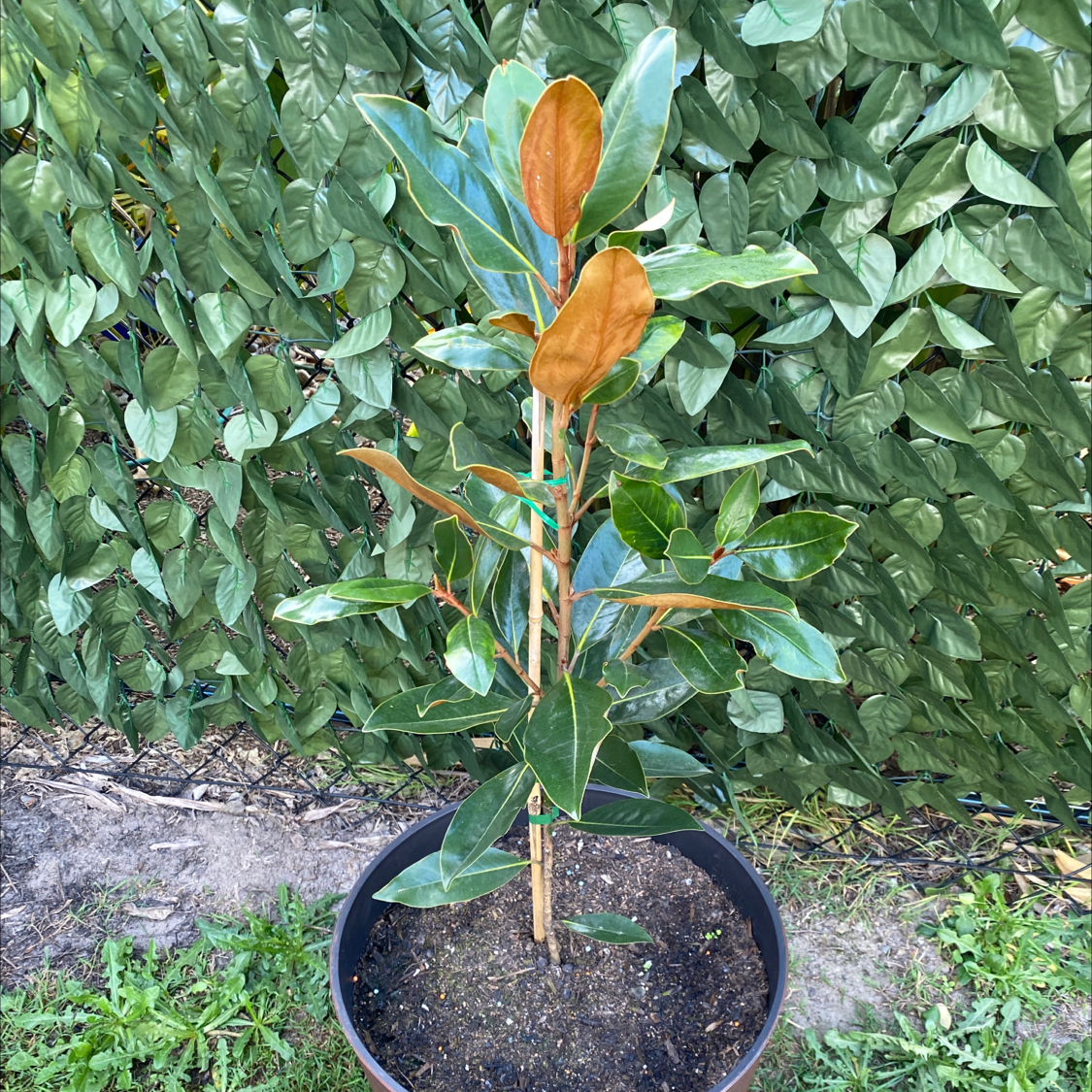 Southern Magnolia plant in a pot with some browning leaves against a leafy fence background.