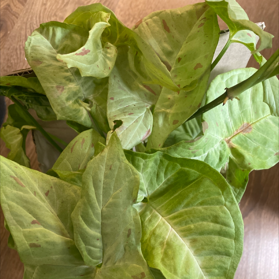 Confetti Syngonium plant with green leaves and pinkish spots, appearing healthy.