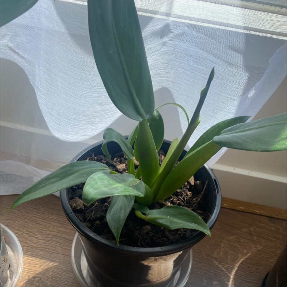 Photo of the plant species Fat Boy Philodendron by @Ladyshimmy named Chicoz on Greg, the plant care app