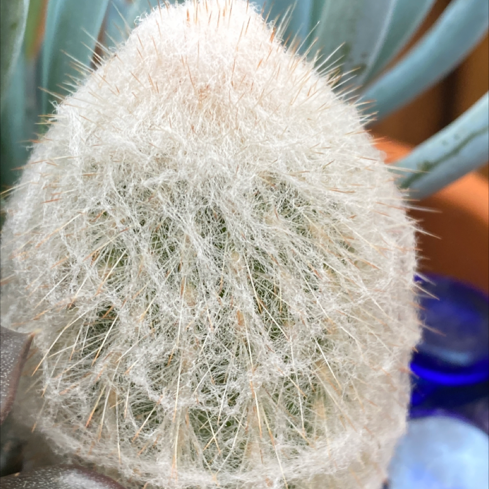 Close-up of a Peruvian Old Lady Cactus with white, hair-like spines.