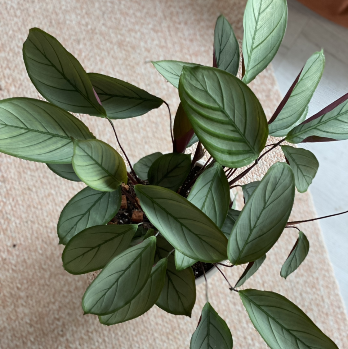 Never Never Ctenanthe plant photo by Taren named Luna on Greg, the plant care app.