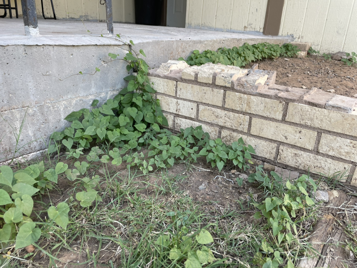 Appalachia False Bindweed plant photo by Elise named Morning glorys on Greg, the plant care app.