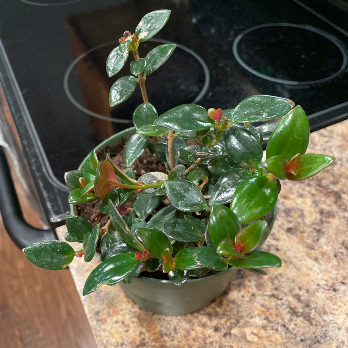 Goldfish Plant with glossy green leaves and red-tipped new growth, well-framed and in focus.