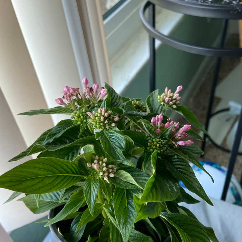 Egyptian Starcluster plant with green leaves and pink flowers near a window.