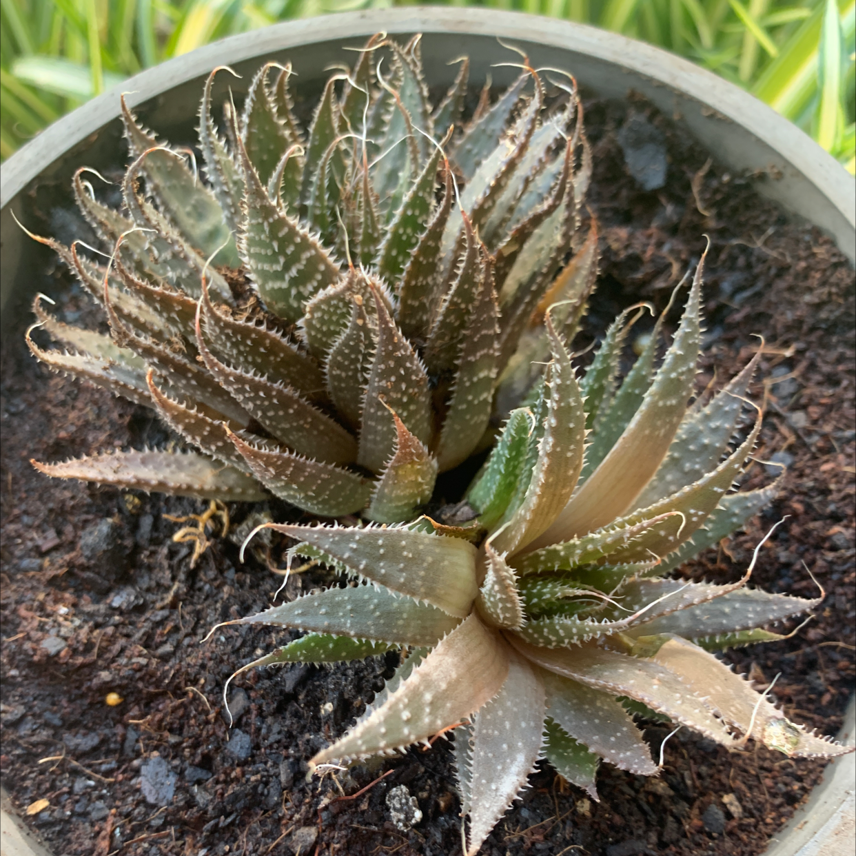 Zebra Plant plant photo by Katarina named Lizard cactus on Greg, the plant care app.