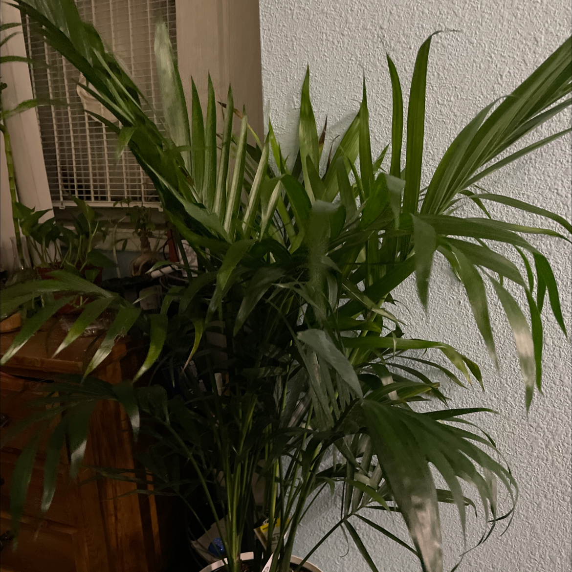 Photo of the plant species Cat Palm by @AmbrewEbola named Winston on Greg, the plant care app