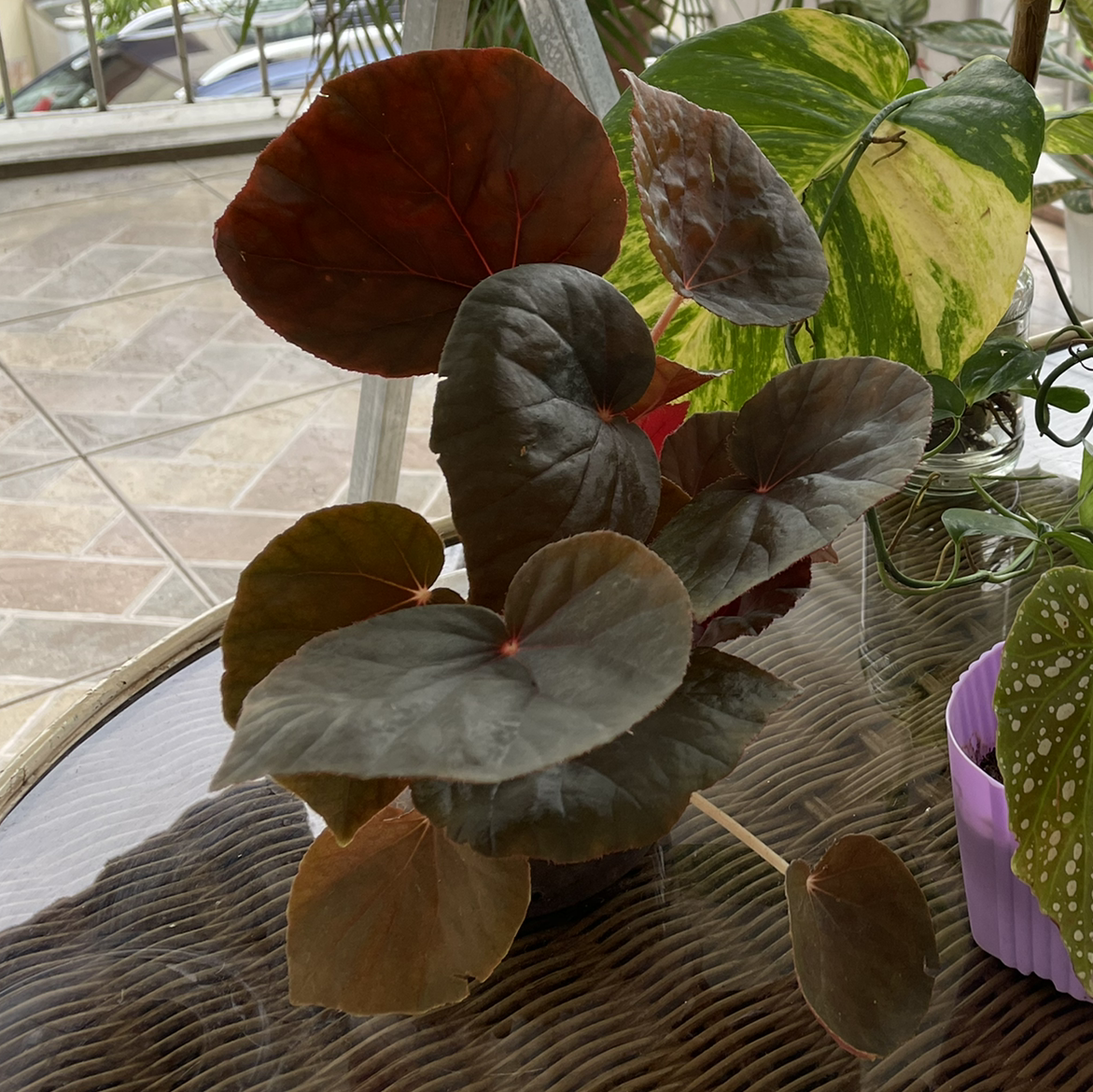 Photo of the plant species Begonia Acetosa by Halamanhalaman named Begonia Acetosa on Greg, the plant care app