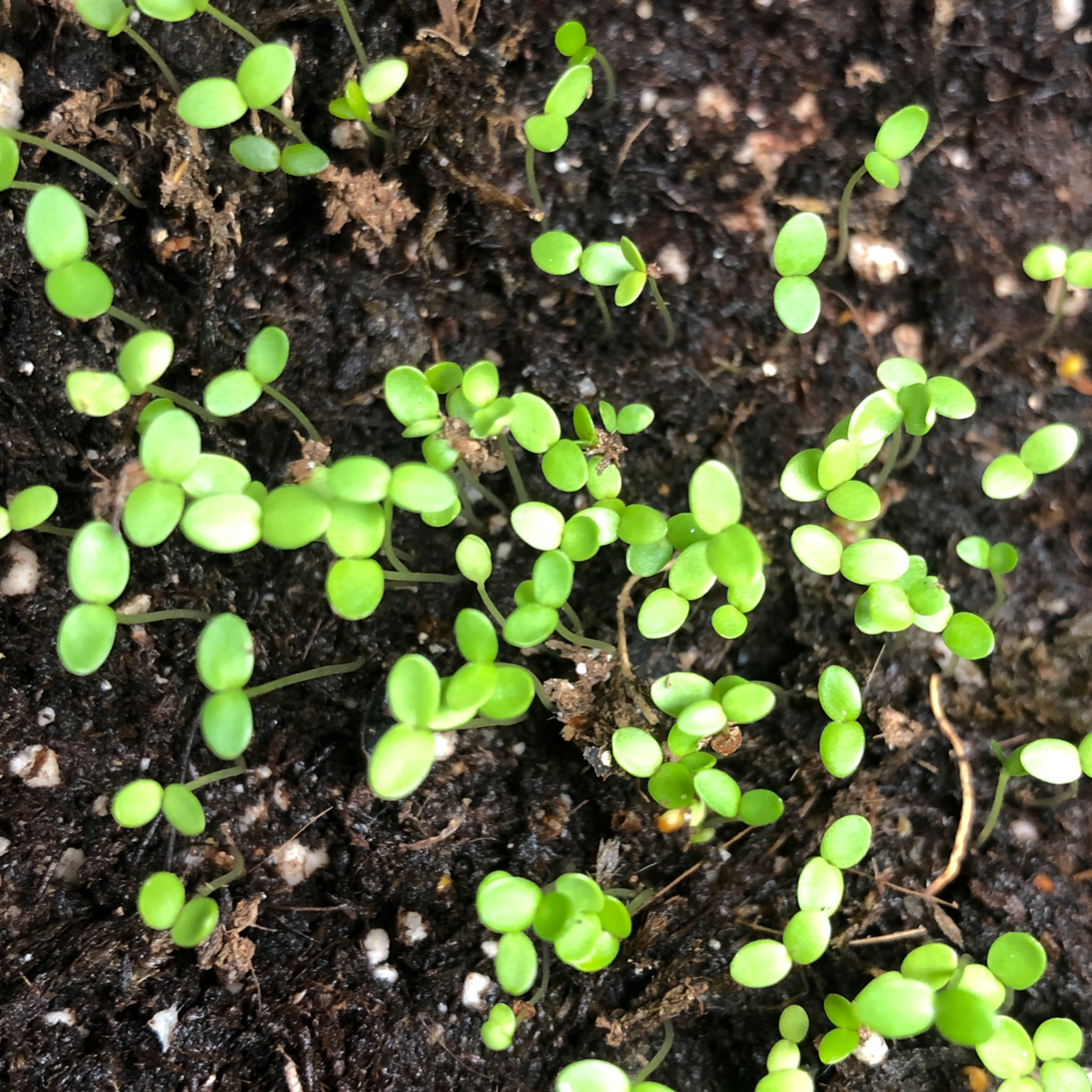 Photo of the plant species Lobularia 'Snow Princess' by Amanda named SnowCloth on Greg, the plant care app