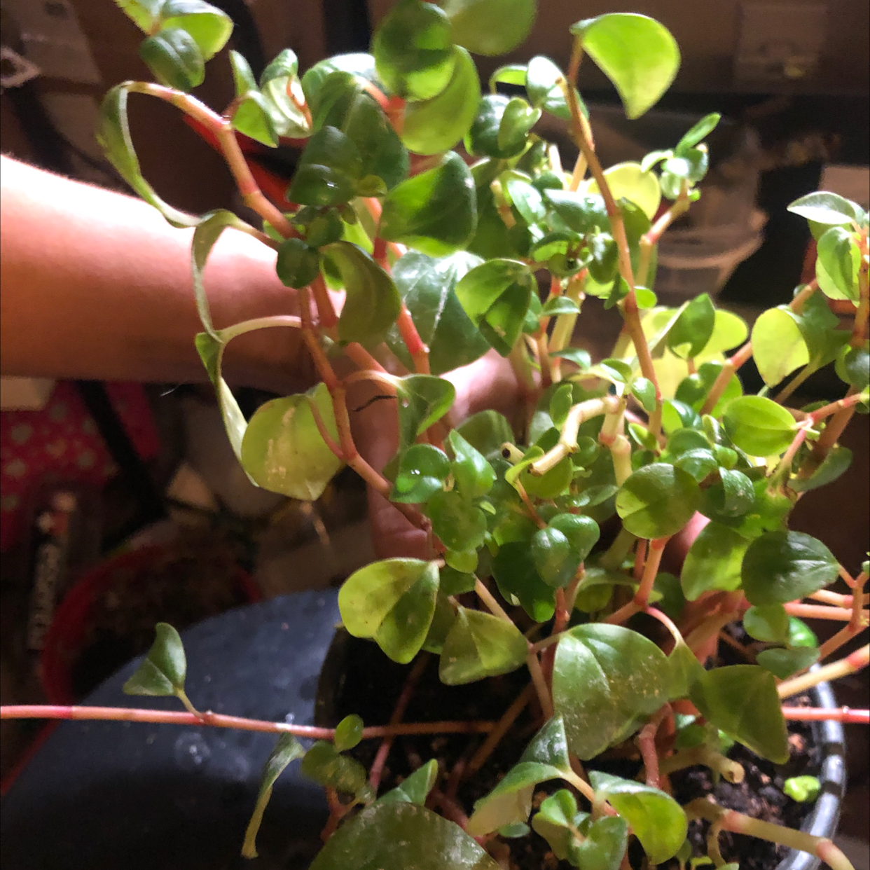 Vining Peperomia plant photo by Amanda named Frida on Greg, the plant care app.