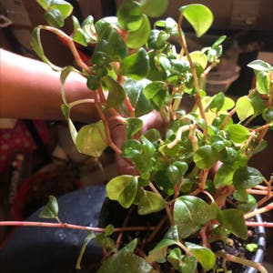 Keep Your Vining Peperomia Alive: Light, Water & Care Instructions