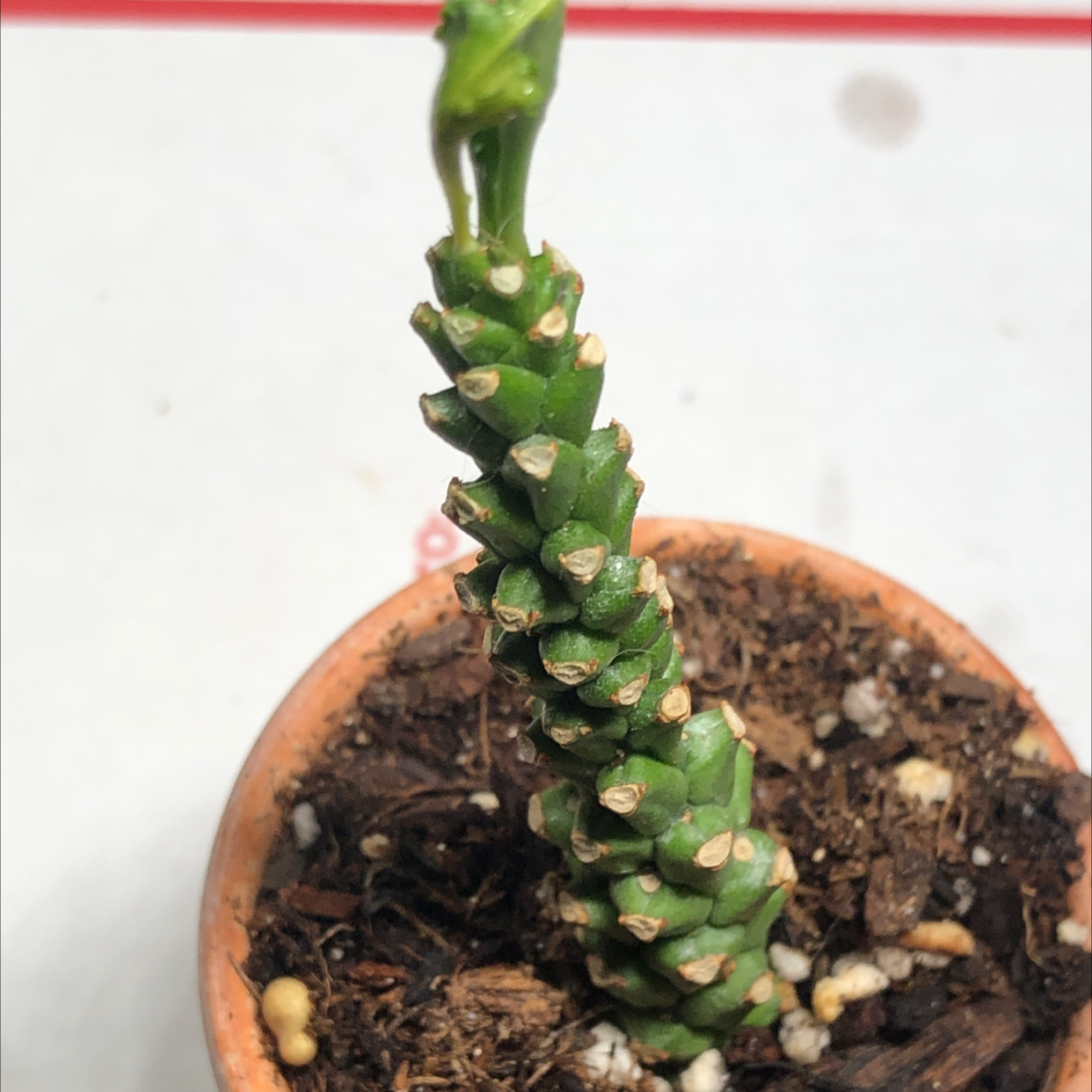 Euphorbia ritchiei plant in a small pot with visible soil.