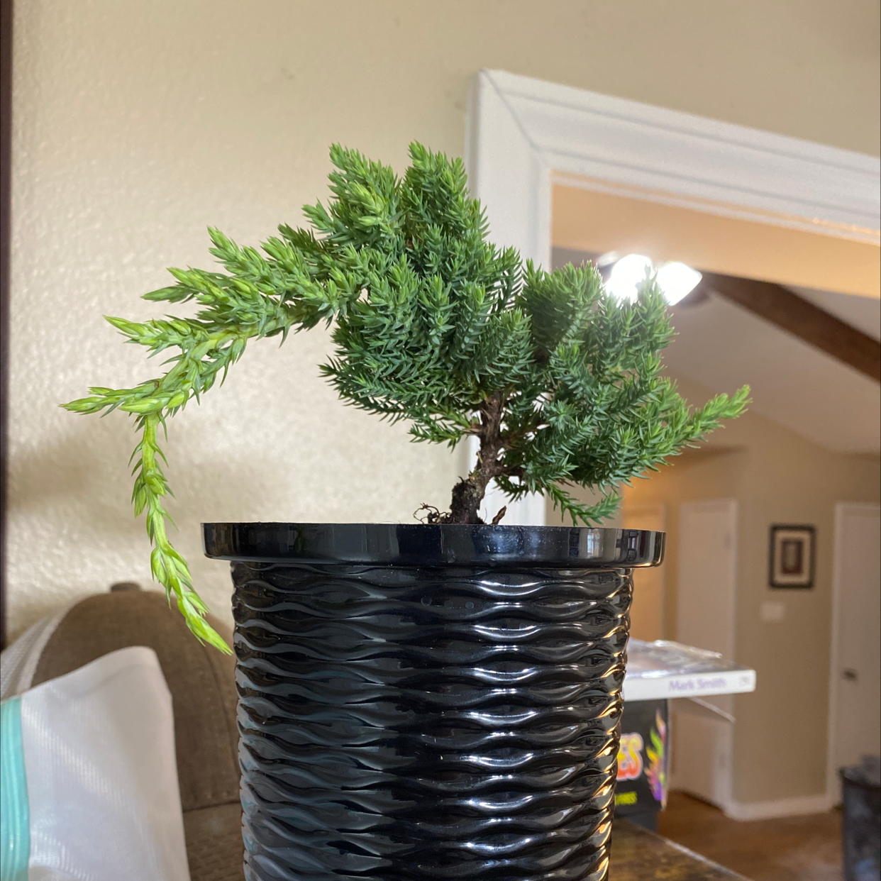 Photo of the plant species Japanese Cedar by @yesdnyL named James Dean on Greg, the plant care app