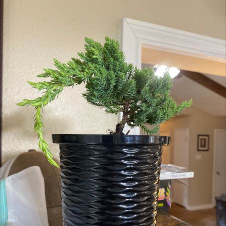 Photo of the plant species Japanese Cedar by Yesdnyl named James Dean on Greg, the plant care app