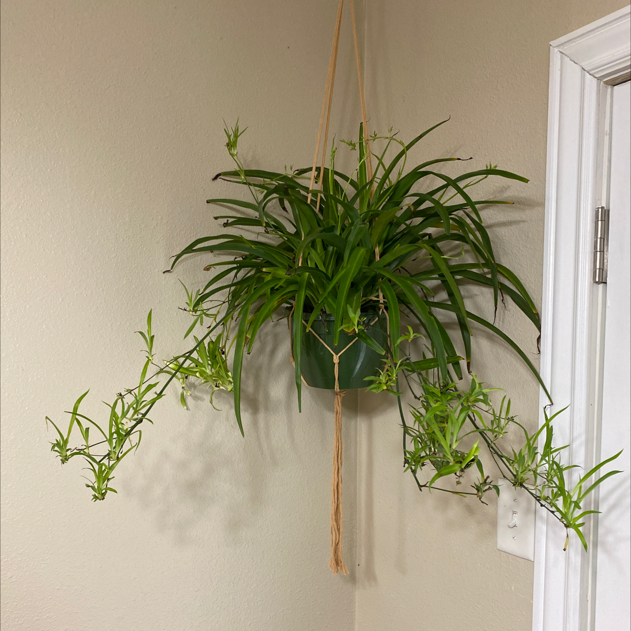 Hanging Hawaiian Spider Plant with green leaves and offshoots.