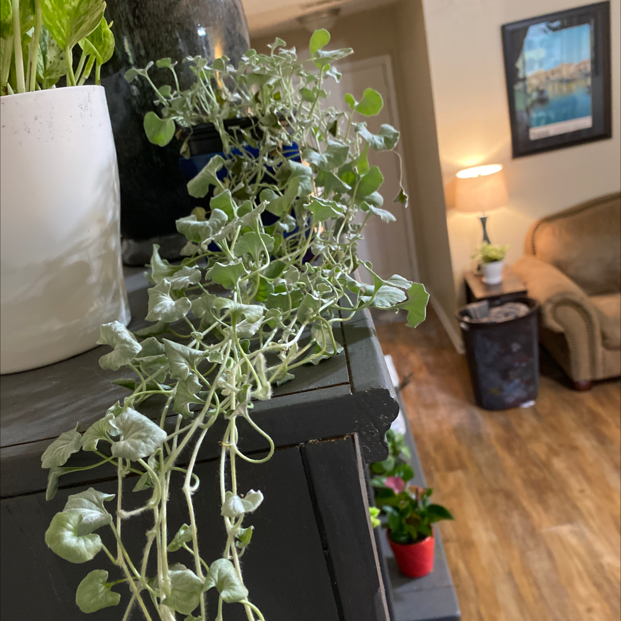 Trailing Silver Ponysfoot plant with small, round, silver-green leaves on a shelf indoors.