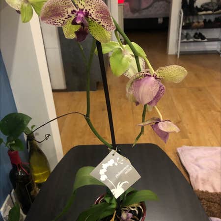 Photo of the plant species Aristolochia elegans by Iris named Phalaenopsis orchid on Greg, the plant care app