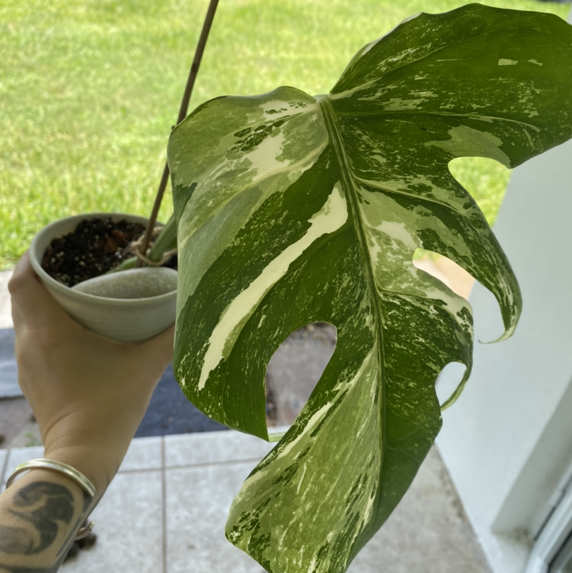 Variegated Monstera plant with a prominent variegated leaf held by a hand.